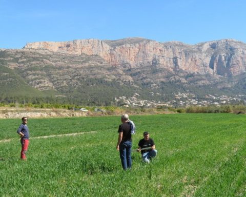Campo de trigo del Mercat del Riurau