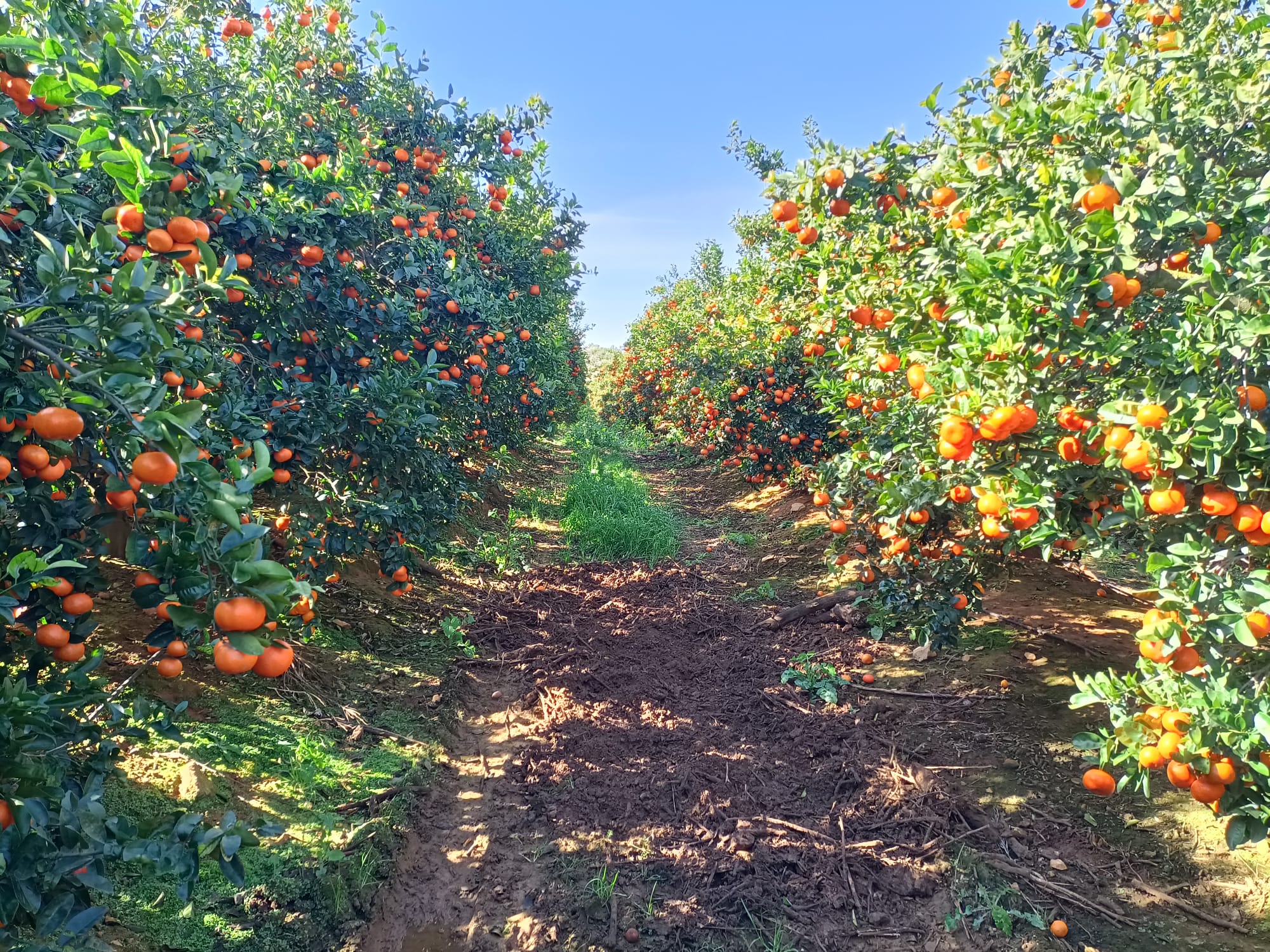 Biodiversidad y agricultura